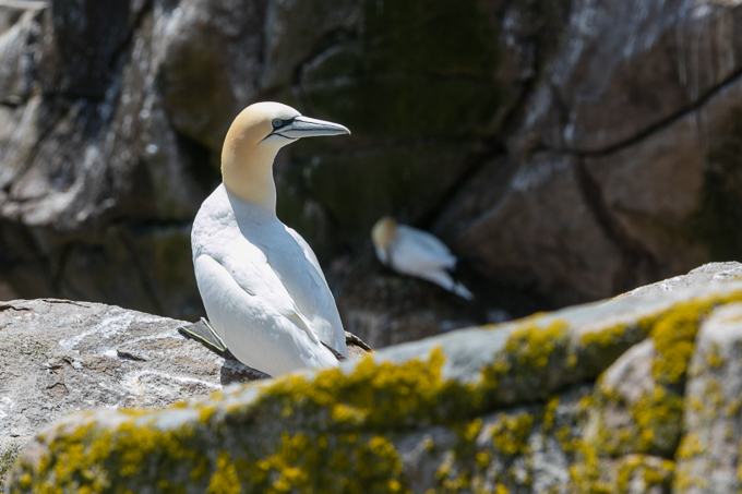 Ireland May 2016 (40)